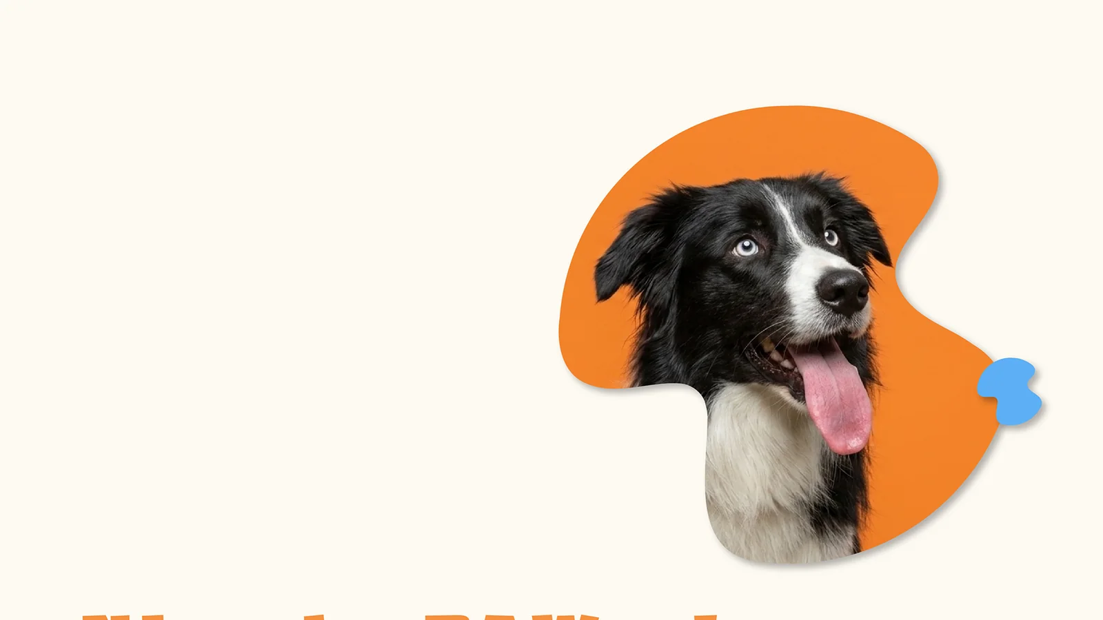 PawLoo: a border collie with its tongue out inside an orange blob shape.