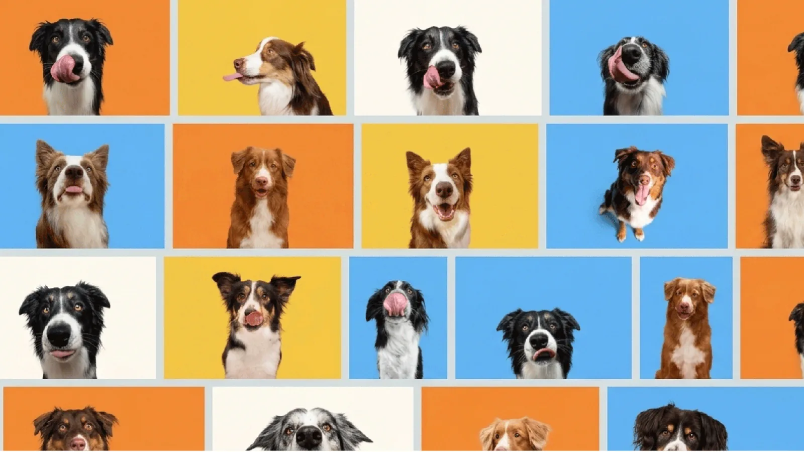 A grid of dog portraits on orange, yellow, cream and blue backgrounds.